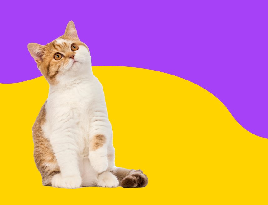 Todo Gatos